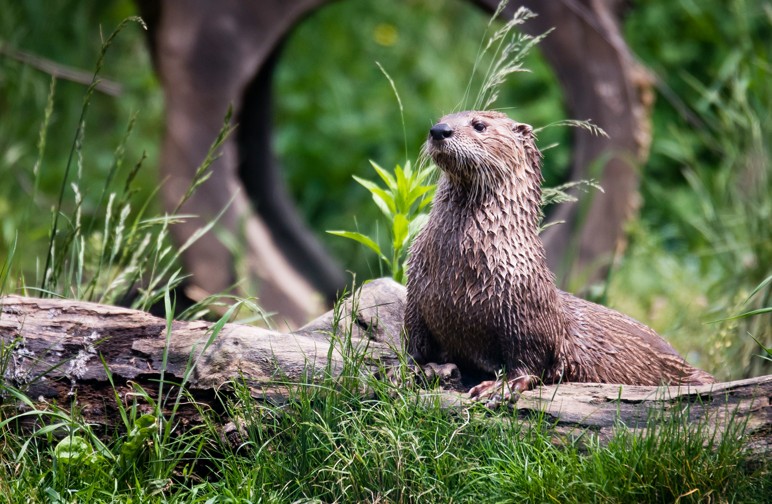 brown otter